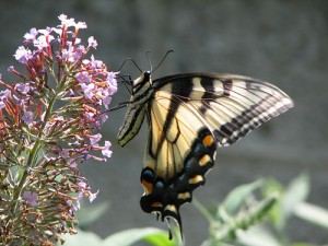 Papillon posé
