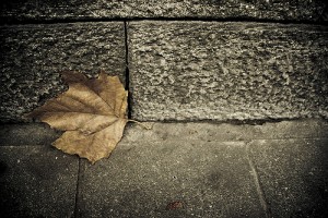 Feuille d'automne