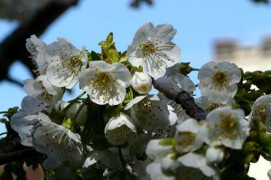 Des fleurs de cerisier
