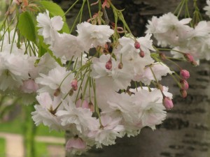 Fleurs de cerisier